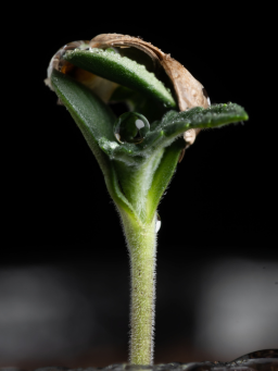 MANTENTE ADELANTE. CRECE MÁS INTELIGENTEMENTE.