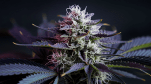 Lemon Kush vs Simi­lar Stra­ins: A Comp­aris­on Guide