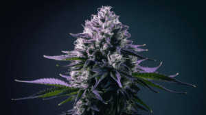 Lemon Kush and Crea­tivi­ty: Why Arti­sts Love This Stra­in