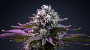 Lemon Kush vs Simi­lar Stra­ins: A Comp­aris­on Guide