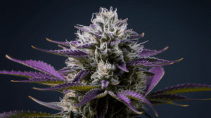 The Hist­ory of Lemon Kush: Orig­ins and Cult­ural Impa­ct