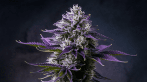 Lemon Kush for Pain Mana­geme­nt: User Expe­rien­ces