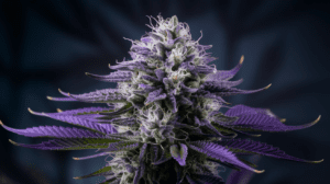 Medi­cal Bene­fits of Lemon Kush: Rese­arch and Pati­ent Expe­rien­ces