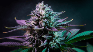 Pair­ing Lemon Kush with Food and Beve­rage­s