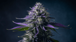 Why Lemon Kush is Perfect for Social Settings