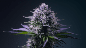 Lemon Kush for Beginners: What to Expect Your First Time