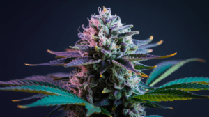 Best Time to Harvest Lemon Kush: Signs of Peak Potency