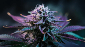 Medical Benefits of Lemon Kush: Research and Patient Experiences