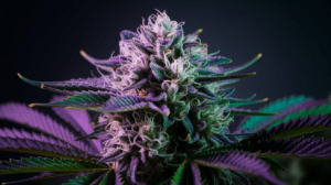 Lemon Kush Genetics: Parent Strains and Lineage History