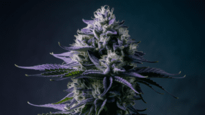 Best Time to Harvest Lemon Kush: Signs of Peak Potency