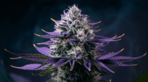 Lemon Kush Terpene Profile: Understanding the Aromatics