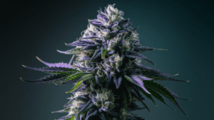 The Complete Lemon Kush Strain Review: Effects, Flavors & Medical Benefits